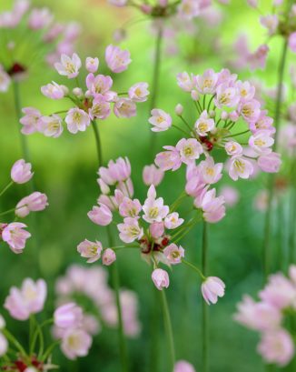 Allium roseum