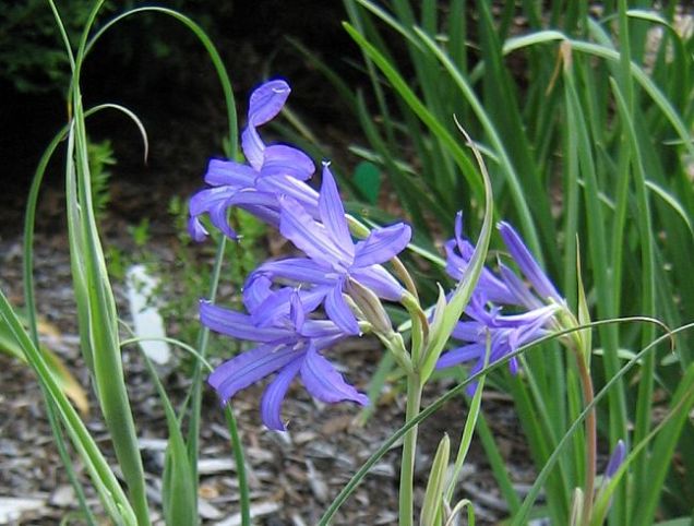 ixiolirion_tataricum