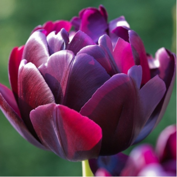 tulip-black-hero