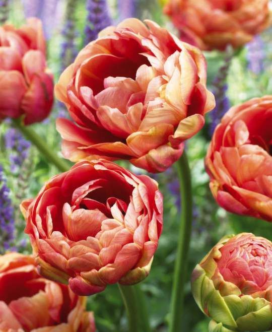 tulip_copper_image.jpg
