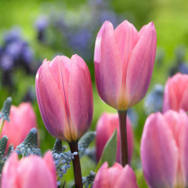 Tulipa 'Light and Dreamy'