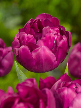 tulip_royal_acres