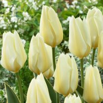 tulip_yellow_purissima