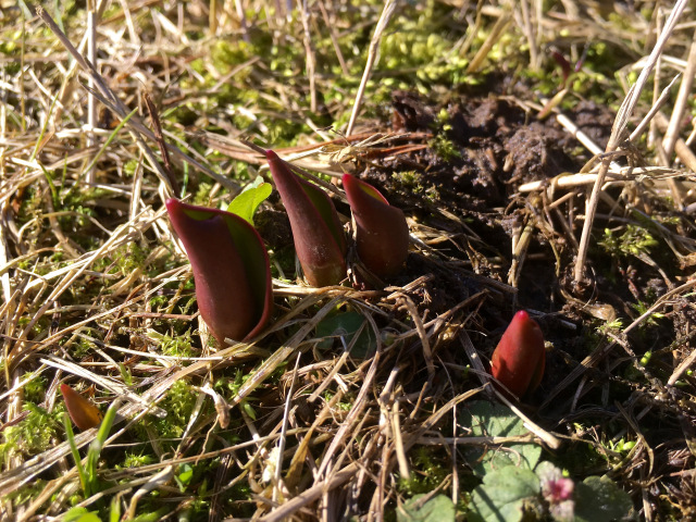 tulppaanit