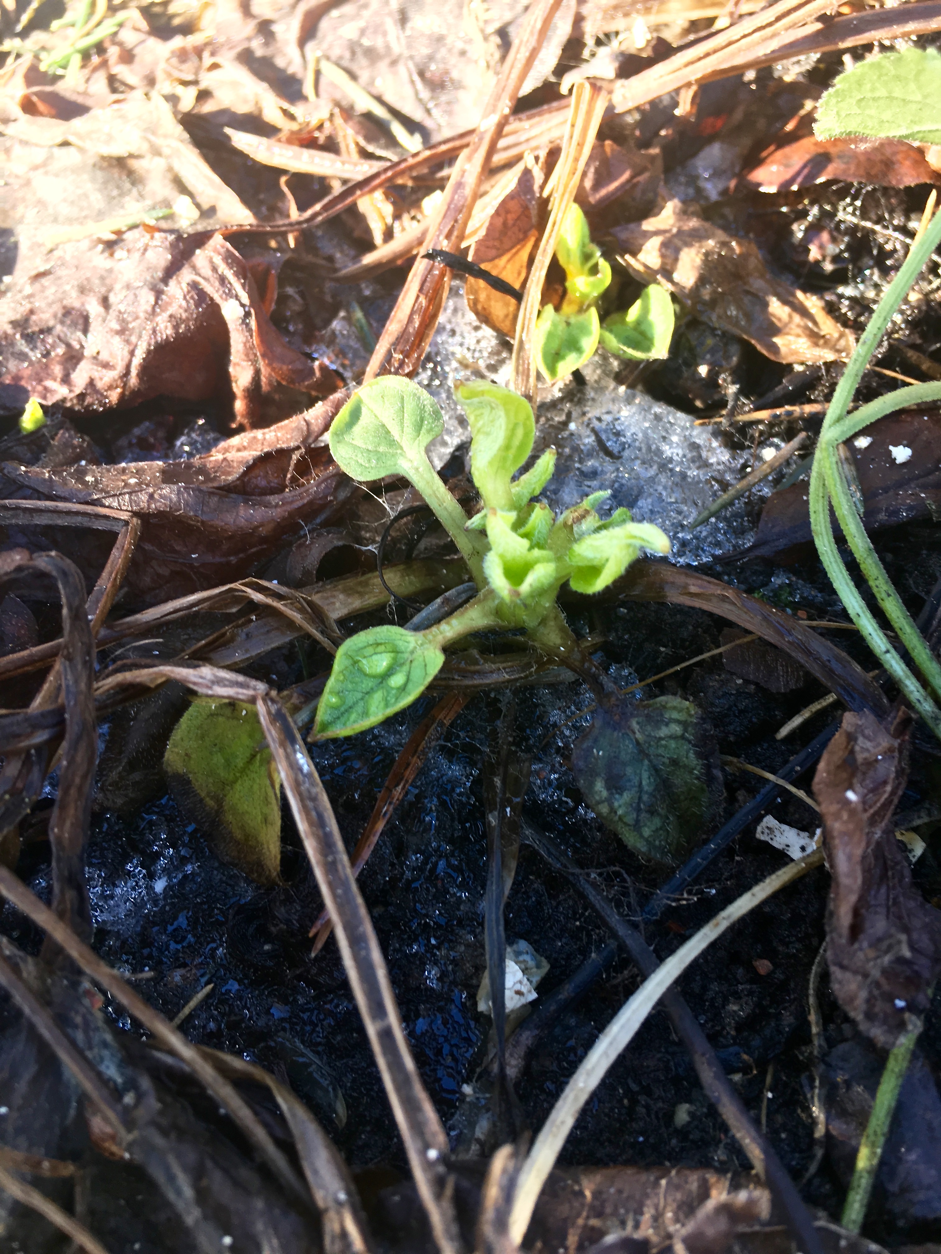 Omphalodes verna