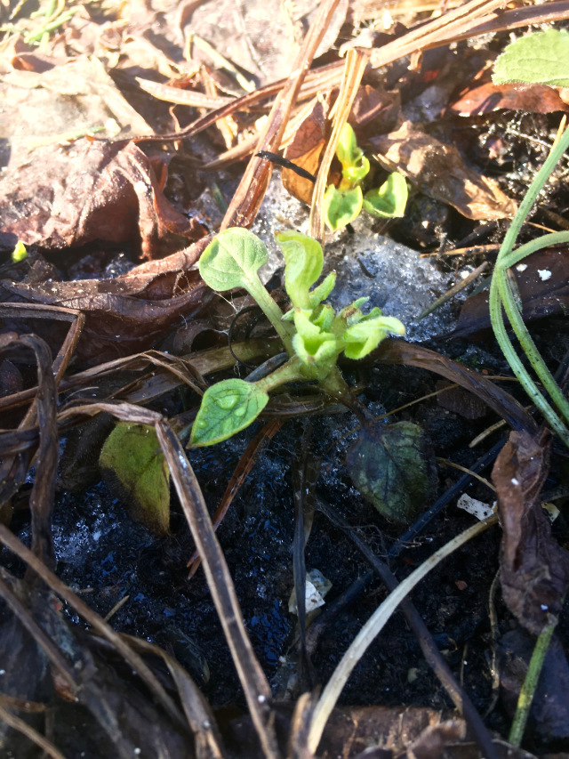 Omphalodes verna