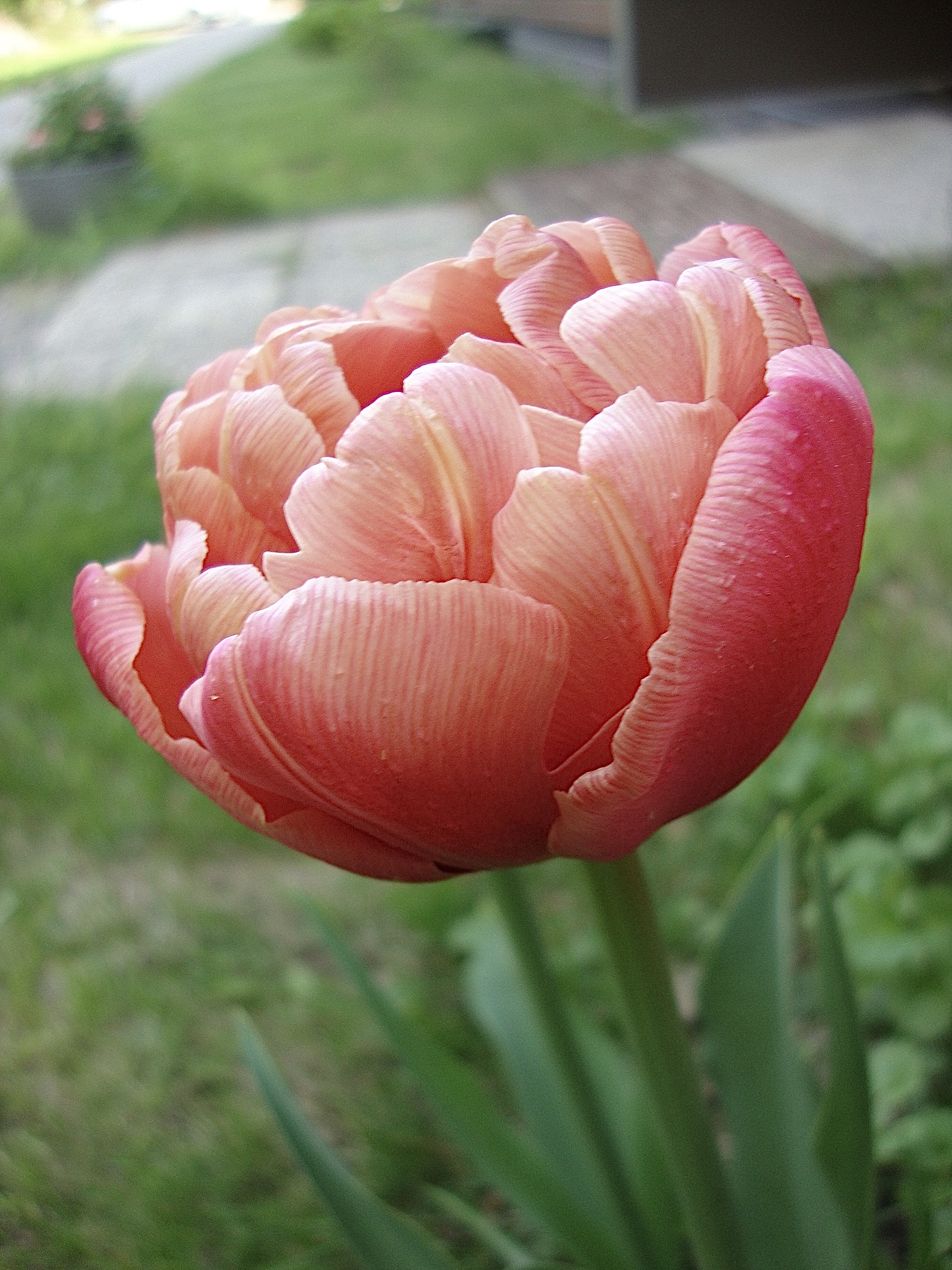DSC08011