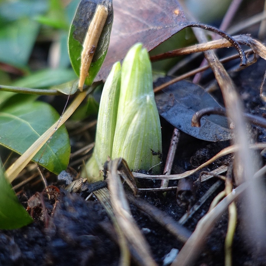 IMG_5985