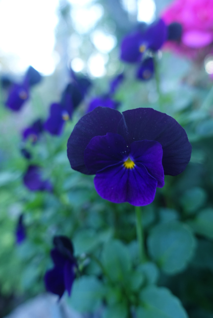 lrg_dsc03694