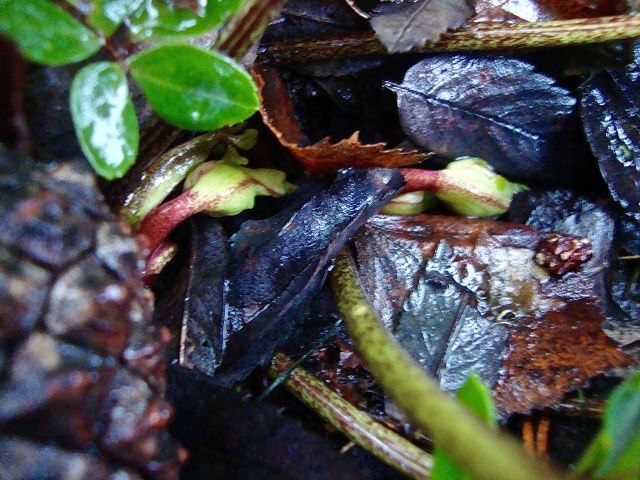 Vaaleajouluruusun nuput