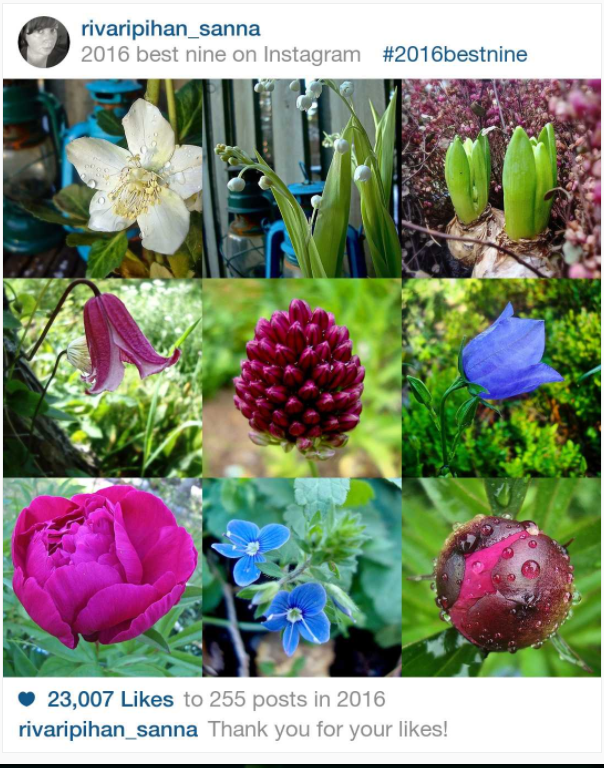 Rivaripihan tykätyimmät kuvat