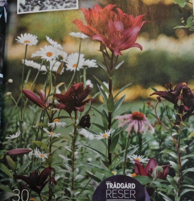 Liljat, päivänkakkarat ja kaunopunahatut