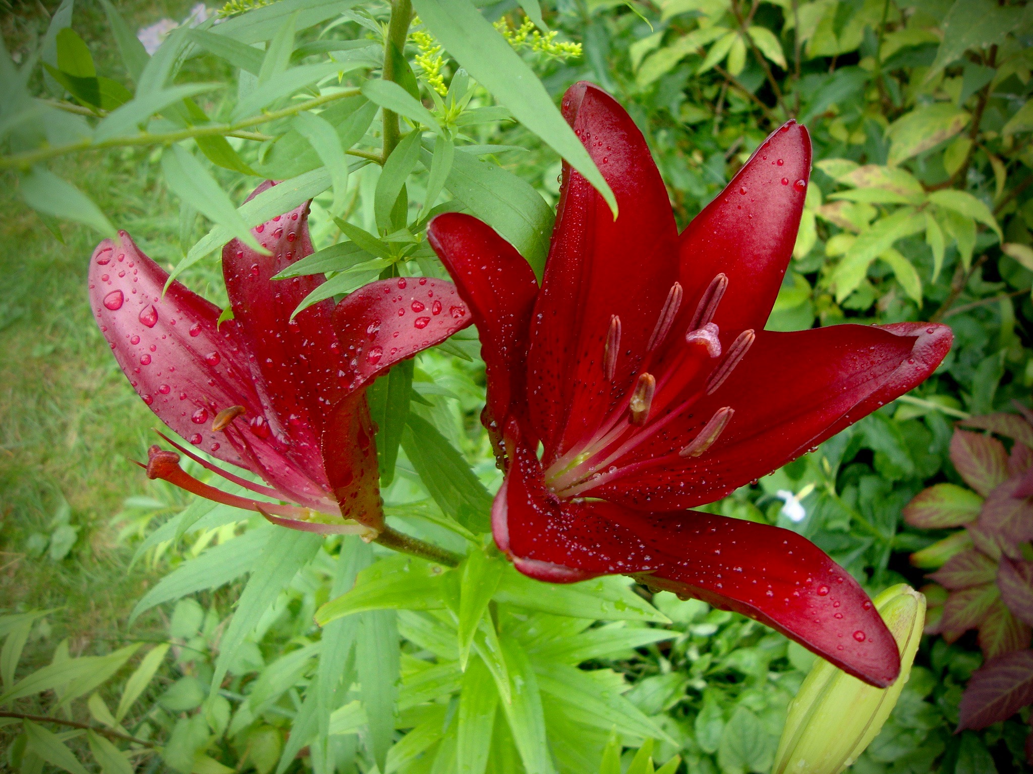 punaiset lilat kukkapenkissä