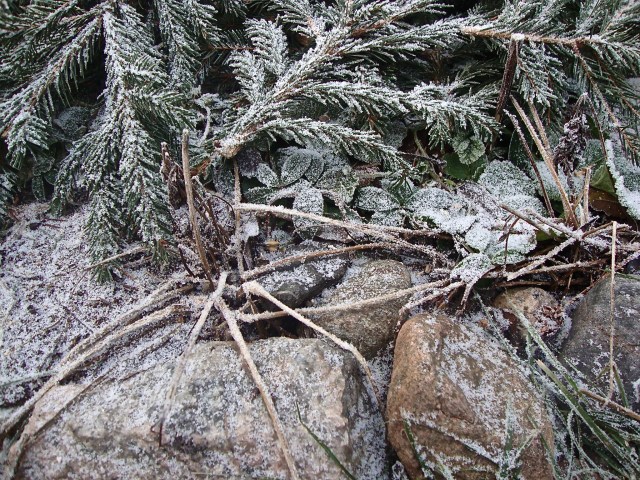 Havusuoja perennoille talvisuojaksi