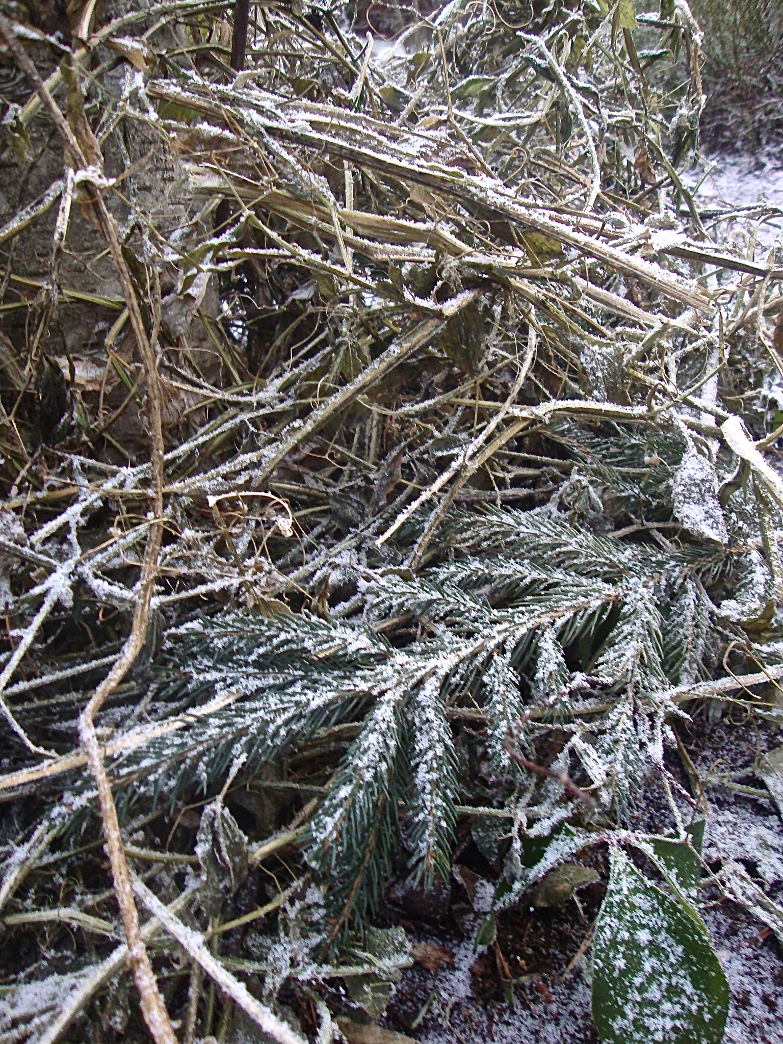 jouluruusujen talvisuojaus