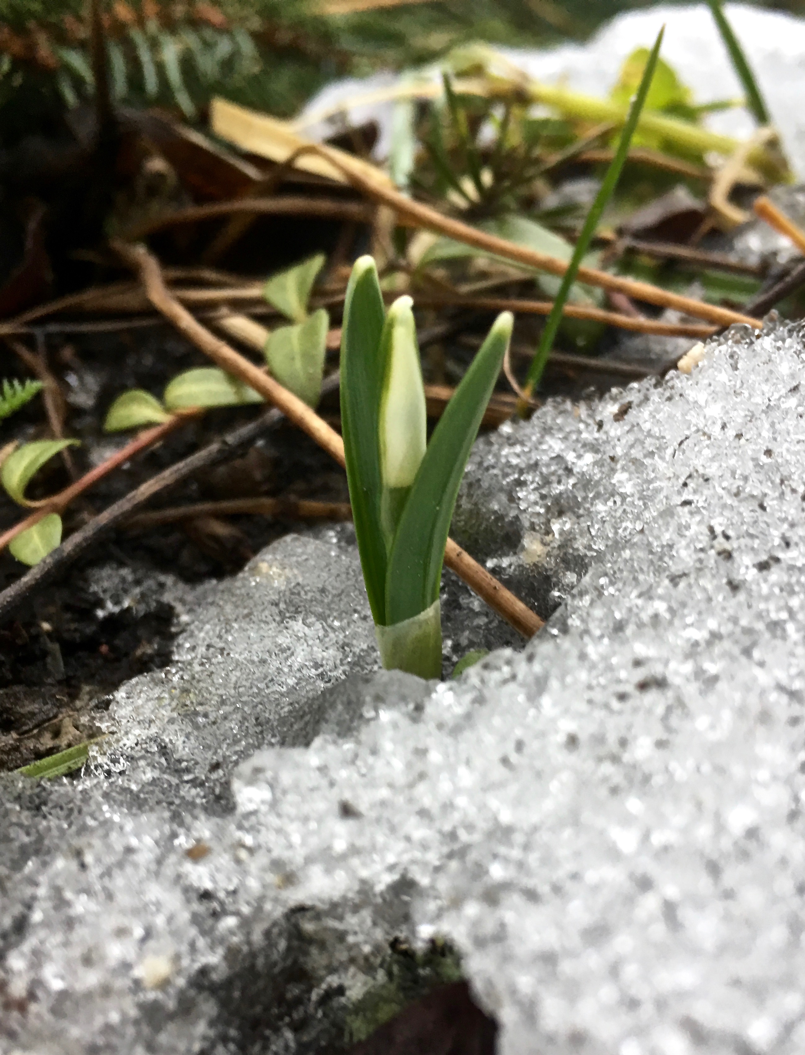 Galanthus nivalis Flore pleno
