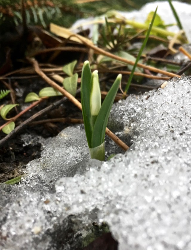 Galanthus nivalis Flore pleno