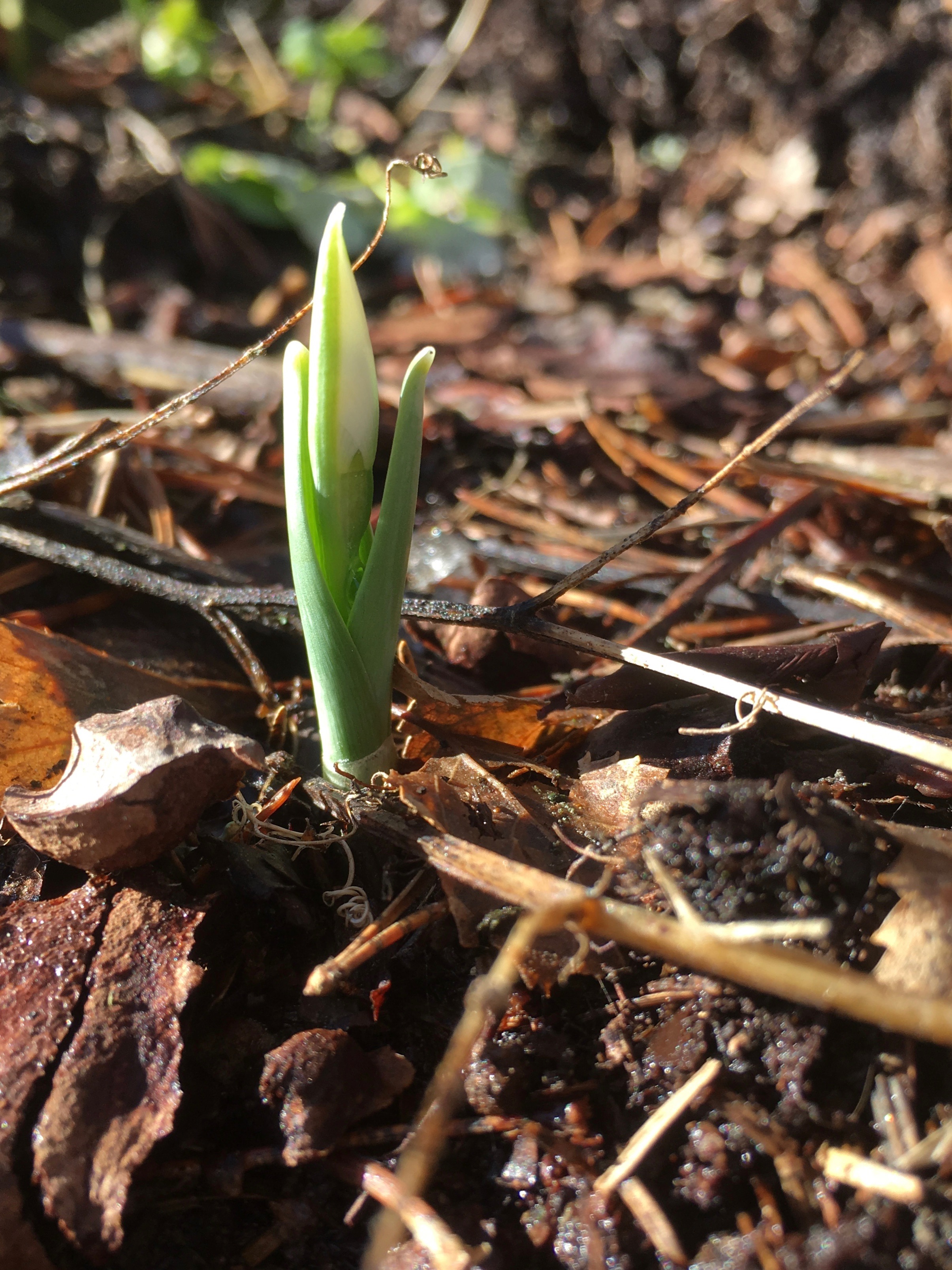 Galanthus nivalis