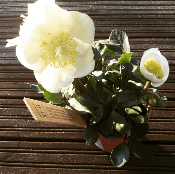 vaaleajouluruusu (Helleborus niger)