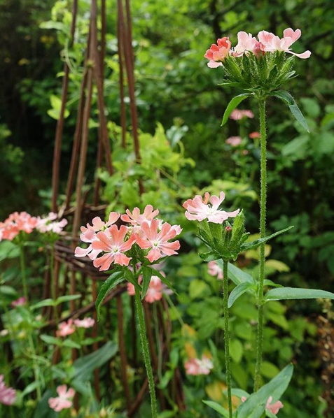 Näyttökuva 2018-11-20 kello 17.22.34