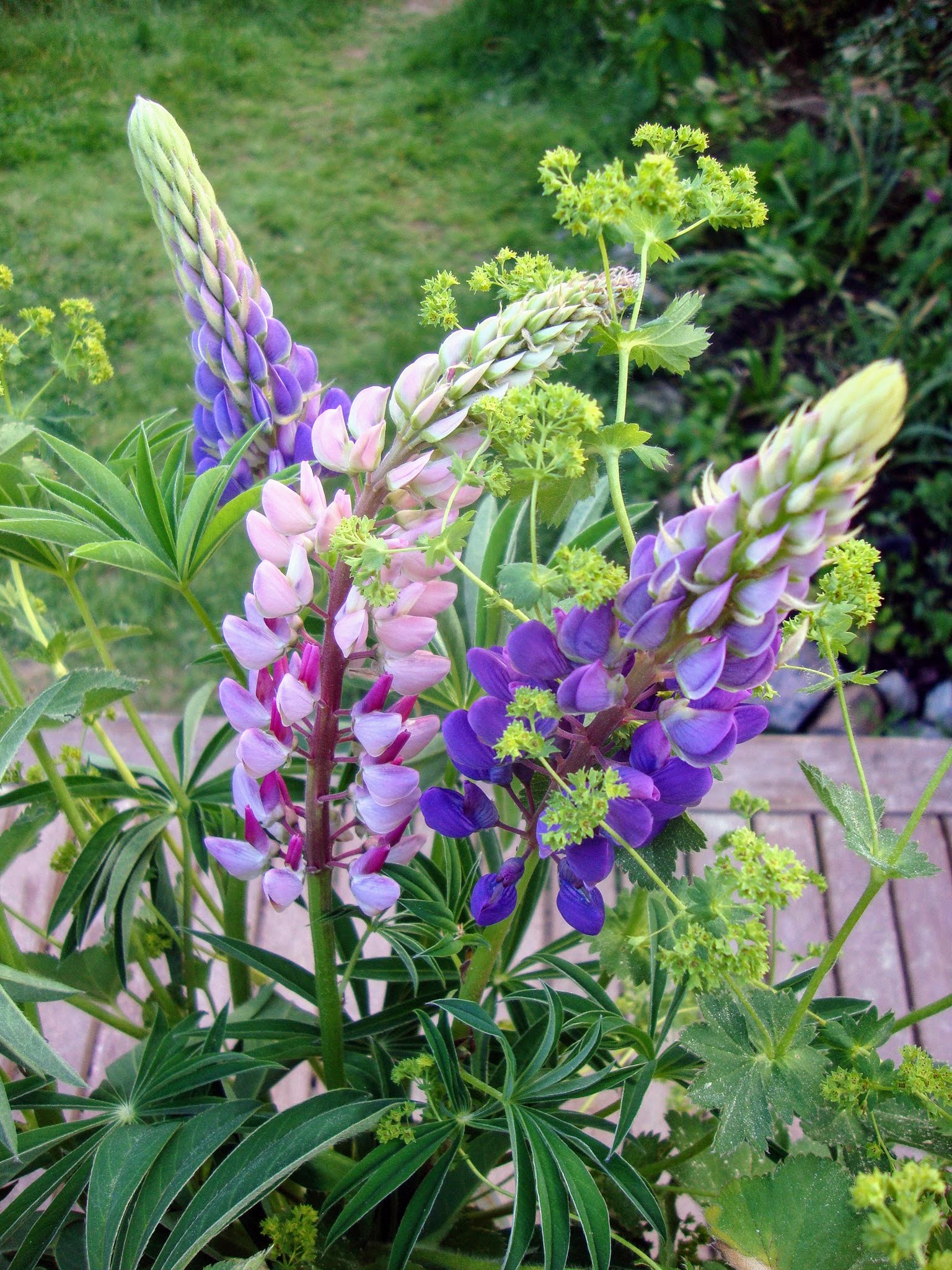 Komealupiineja maljakossa.